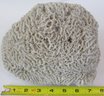 Large Natural CORAL, Weighs Approximately 2,120g