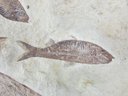 Natural FOSSIL, Large With Several FISH, Irregular Shape, Measures Approximately 12'