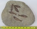 Natural FOSSIL, Large With Several FISH, Irregular Shape, Measures Approximately 12'