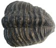 Vintage Faux Prehistoric ARTIFACT, Reproduction Carved TRILOBITE Fossil