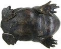 Vintage FIGURE On A TOAD, Possibly Bronze, Solid, Approx 3.5' Tall