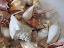 Large Lot Of Natural SEASHELLS, Approximately Three 3 Lbs