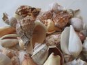 Large Lot Of Natural SEASHELLS, Approximately Three 3 Lbs