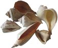 Lot Of Six 6 Natural SEASHELLS, Includes HELEMT Variety