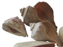Lot Of Six 6 Natural SEASHELLS, Includes HELEMT Variety
