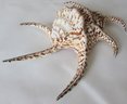 Large Natural SEASHELL, SPIDER CONCH Variety, Approximately 8'