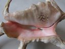 Large Natural SEASHELL, SPIDER CONCH Variety, Approximately 8'