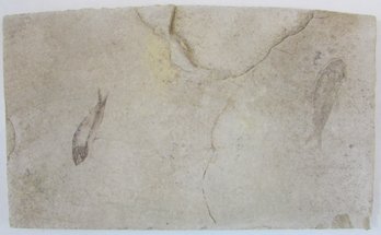 Natural FOSSIL, Two FISH, Rectangular Shape, Approximately 7.5'
