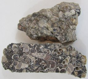 Two 2 Pieces, Natural FOSSIL, Seashells TURITELLA Agate, Irregular Shape, Approximately 343g