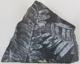 Natural FOSSIL, Foliage LEAVES, Unknown Variety, Irregular Shape, Weighs Approximately 142g