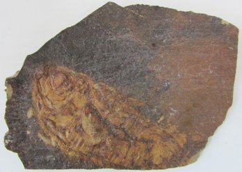 Natural FOSSIL, Distinct FISH, Irregular Shape, Weighs Approximately 89g