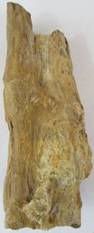 Petrified Wood Tree Branch?, Unknown, Irregular Shape, Weighs Approximately 1325g