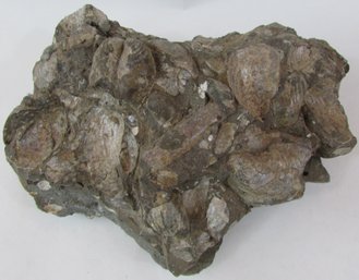 Natural FOSSIL, Clamshell SEASHELLS, Irregular Shape, Weighs Approximately 3071g