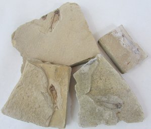 LOT Of 4! Natural FISH FOSSILS, Irregular Shape, Weighs Approximately 508g
