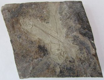 Natural FOSSIL, Two FISH, Regular Shape, Weighs Approximately 573g