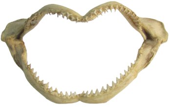 Vintage SHARK Jaw With Teeth, Approximately 10' Wide