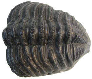 Vintage Faux Prehistoric ARTIFACT, Reproduction Carved TRILOBITE Fossil