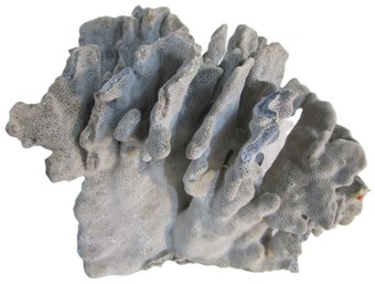 Large Natural Gray CORAL, Measures Approximately 7'