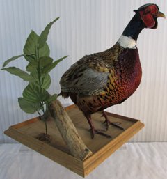 Vintage TAXIDERMY, Colorful PHEASANT, Wooden Platform, Measures Approx 15' Tall