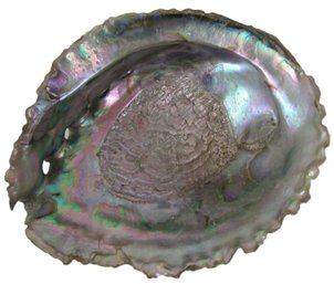 Large Natural SEASHELL, Colorful ABALONE Variety, Measures Approximately 7'