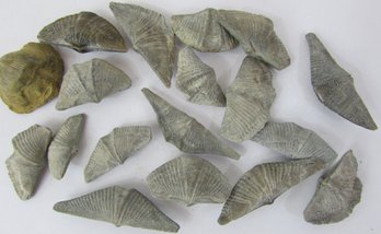 Lot Of Natural FOSSILIZED SEASHELLS, Multiple Sizes, Weighs Approximately 83g