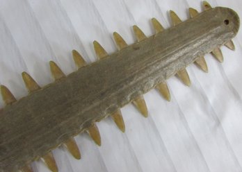 Vintage CARPENTER SHARK Or SAWFISH Rostrum Snout With Teeth, Approximately 23' Long