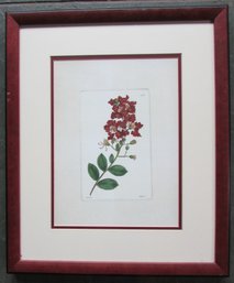 Vintage WEDDELL Print, Botanical Red Flowers, Approx 19' X 16,' Nicely Framed