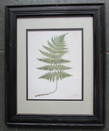 Vintage SYLVIA NOVAK Print, Botanical FERN Leaf, Approx 17' X 14,' Nicely Framed