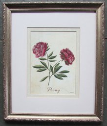 Vintage S. HELY Print, Botanical PEONY Flowers, Approx 17' X 14,' Nicely Framed
