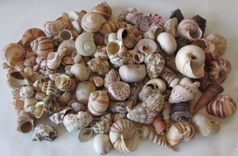 Large Lot Of Natural SEASHELLS, Includes Snail, Trochus & Babylonia Japonica, Three 3 Lbs