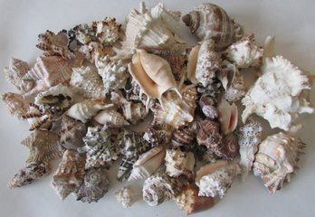 Large Lot Of Natural SEASHELLS, Spiky Styles, Four 4 Lbs