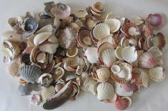 Large Lot Of Natural SEASHELLS, Includes Cockle & Scallop Varieties, Approximately Five 5 Lbs