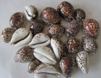 Lot Of Twenty 20 Natural SEASHELLS, Includes TIGER COWRIE Variety,  Two 2 Lbs