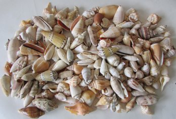Large Lot Of Natural SEASHELLS, Approximately  Two 2 Lbs