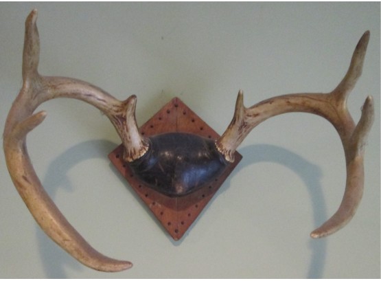 Vintage Early TAXIDERMY 8 POINT RACK, Male BUCK Or DEER With Wooden Mounting Plaque