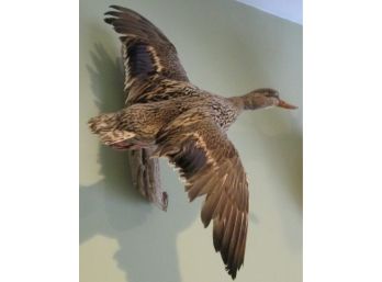 Vintage TAXIDERMY MALARD DUCK, Natural In Flight Pose, Spectacular Driftwood Mounting, Quality Preservation