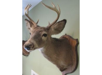 Vintage TAXIDERMY BUCK DEER, 8 POINT RACK, Magnificent Plaque Mounting, Quality Preservation Work