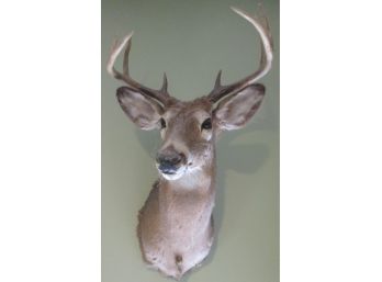 Vintage TAXIDERMY Male BUCK DEER, 8 POINT RACK, Handsome & Expressive, Quality Preservation, Well Cared For