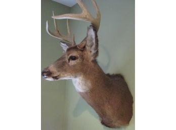 Vintage TAXIDERMY BUCK DEER, 8 POINT RACK, Handsome & Expressive, Quality Preservation Work, Well Cared For