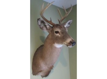 Vintage TAXIDERMY Male BUCK DEER, 9 POINT RACK, Handsome & Great Marking, Quality Preservation, Well Cared For