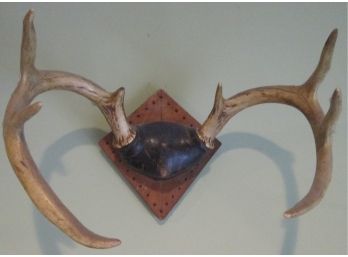 Vintage Early TAXIDERMY 8 POINT RACK, Male BUCK Or DEER With Wooden Mounting Plaque