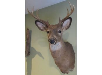 Vintage TAXIDERMY Male BUCK DEER, 8 POINT RACK, Great Markings & Fur, Quality Preservation, Well Cared For