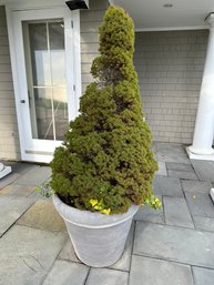 Large Composition Planter With Evergreen Tree ( B )