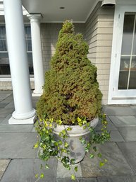 Large Composition Planter With Evergreen Tree ( A )