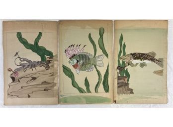 Lot Of 3 Vintage Watercolor Fish Illustrations