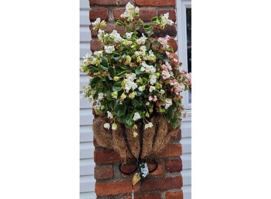 Hanging Wall Basket With Plant