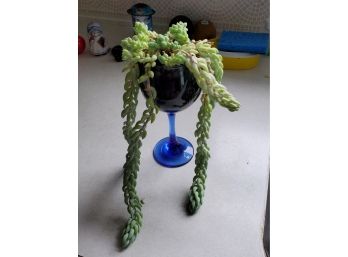 Jade Plant In Wine Glass