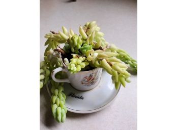 Plant In Mini Cup