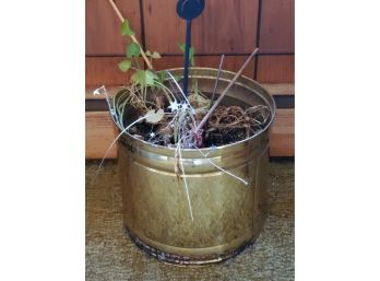 Large Brass Pot With Plant