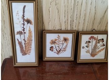 Dried Flower Pictures